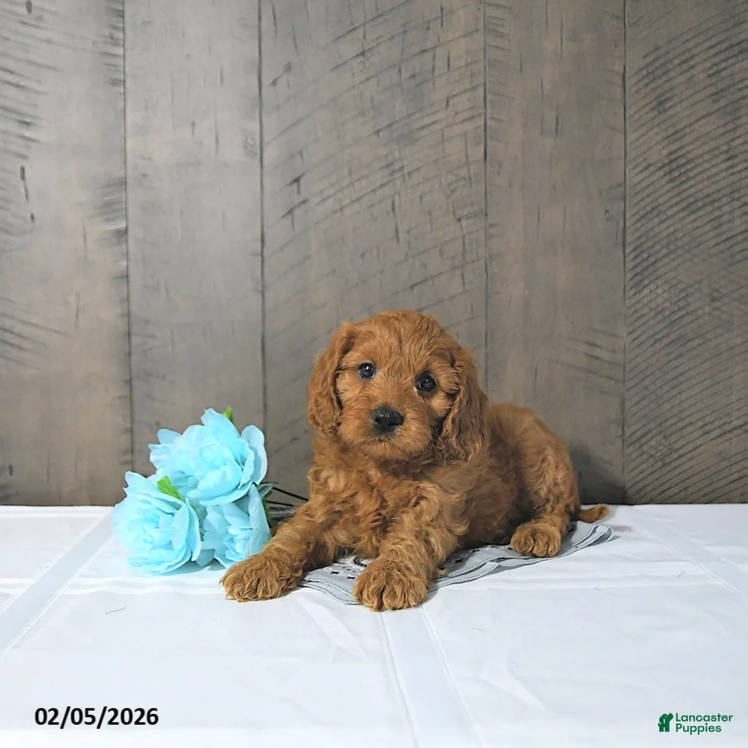 Cavapoo dogs for sale: Fred - Ad 4