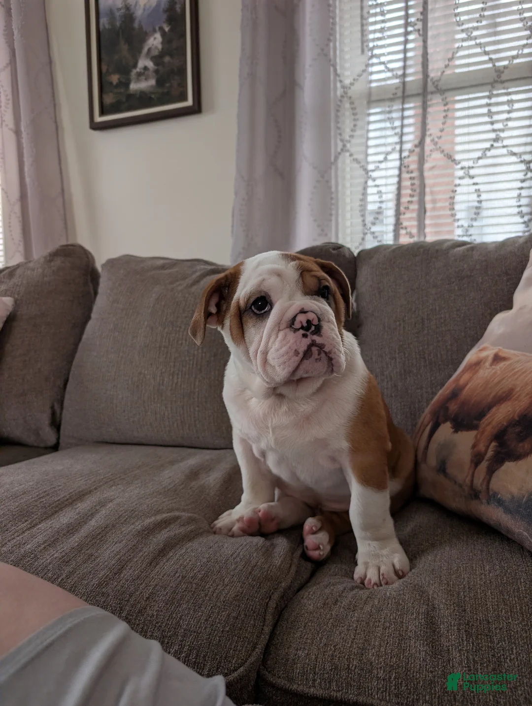 English Bulldog dogs for sale: English Bulldog Puppy 1 - Ad 1