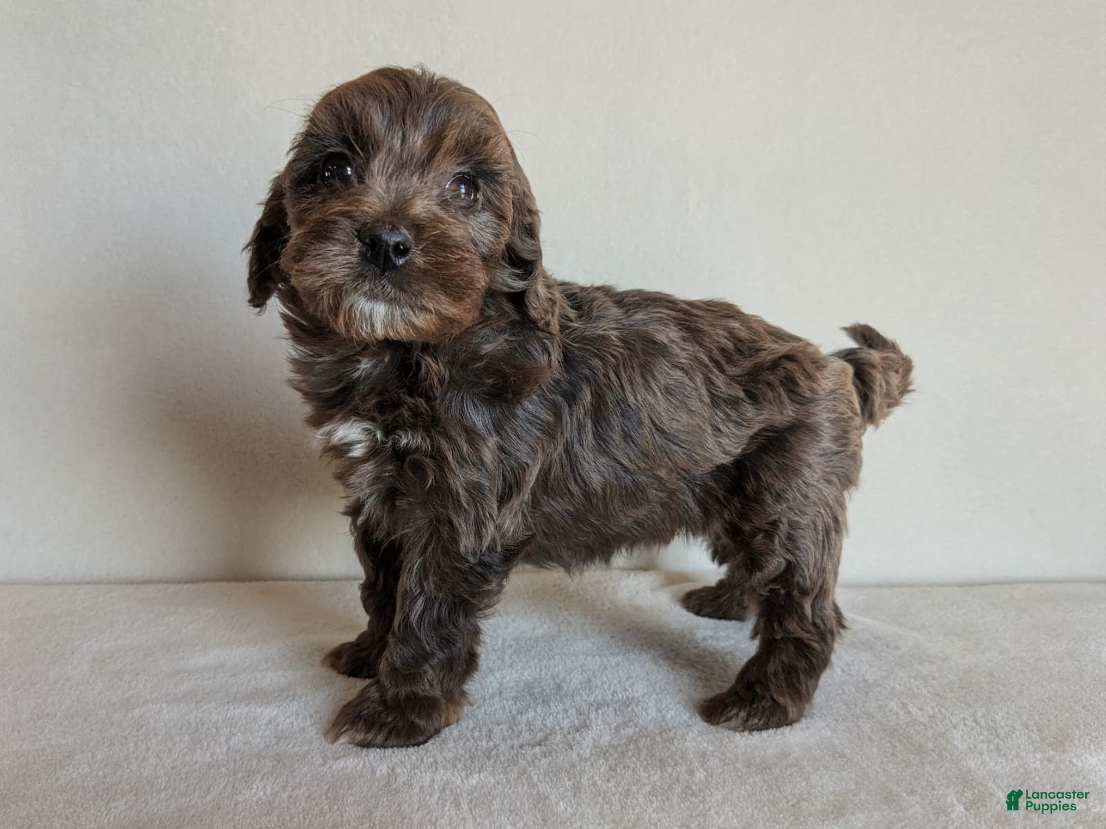 Cockapoo dogs Blossom F1B - Ad 2