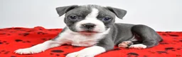 Boston Terrier dogs for sale: Callie - Ad 10