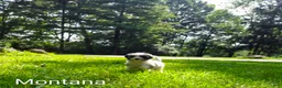 Mini Bernedoodle dogs for sale: Montana - Ad 5