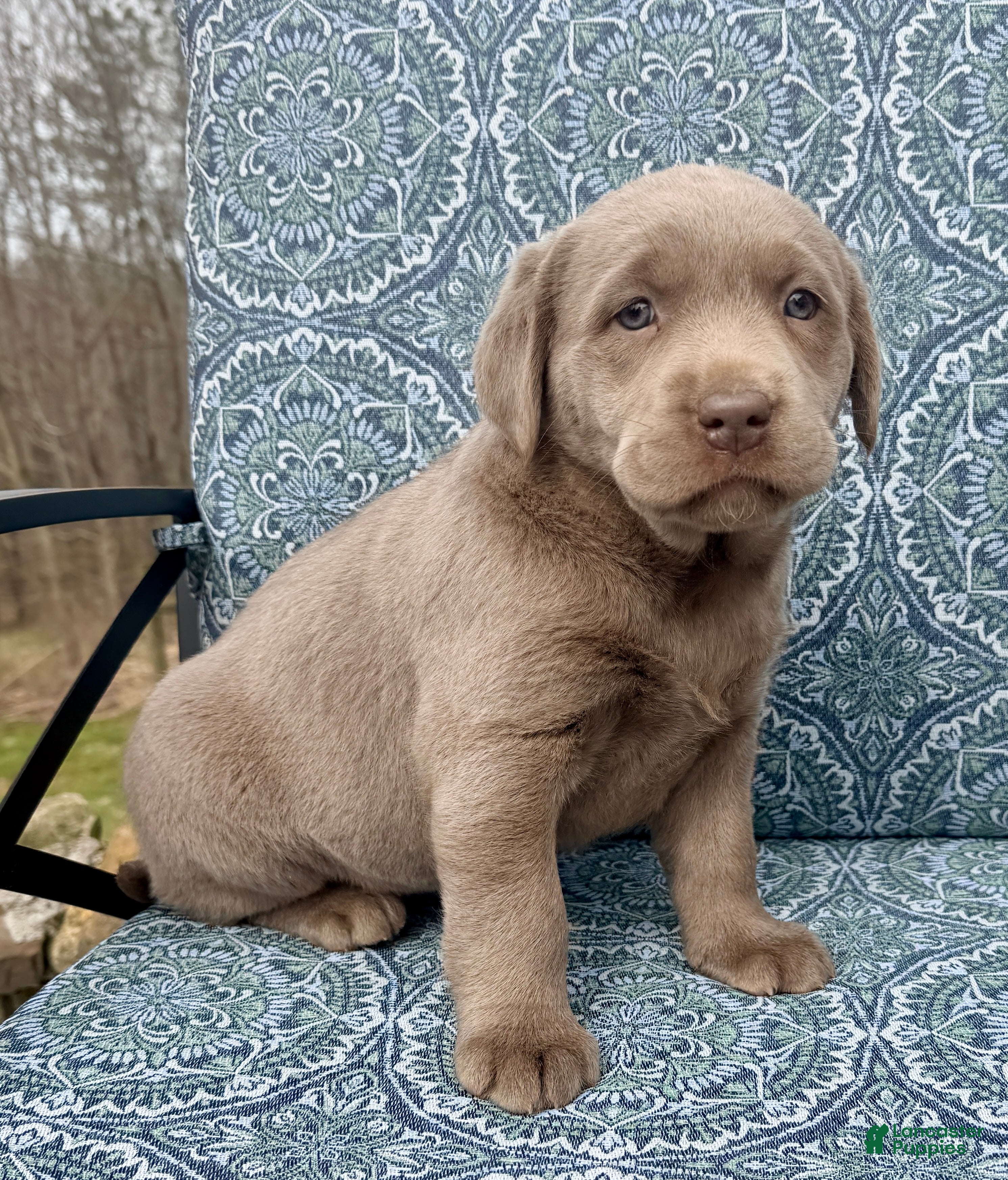 Labrador Retriever dogs Violet - Ad 2