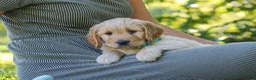 Mixed Breed dogs for sale: Jett - Ad 6