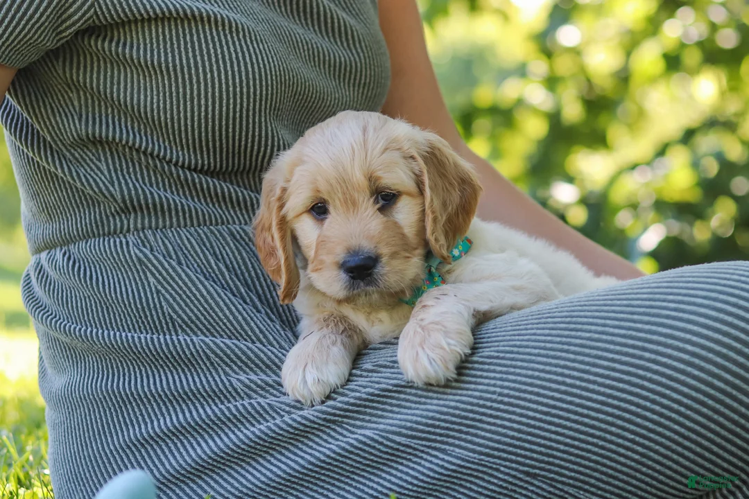 Mixed Breed dogs for sale: Jett - Ad 6