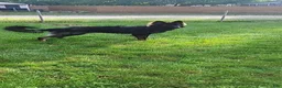 German Shepherd dogs for sale: Dark Sable - Ad 3