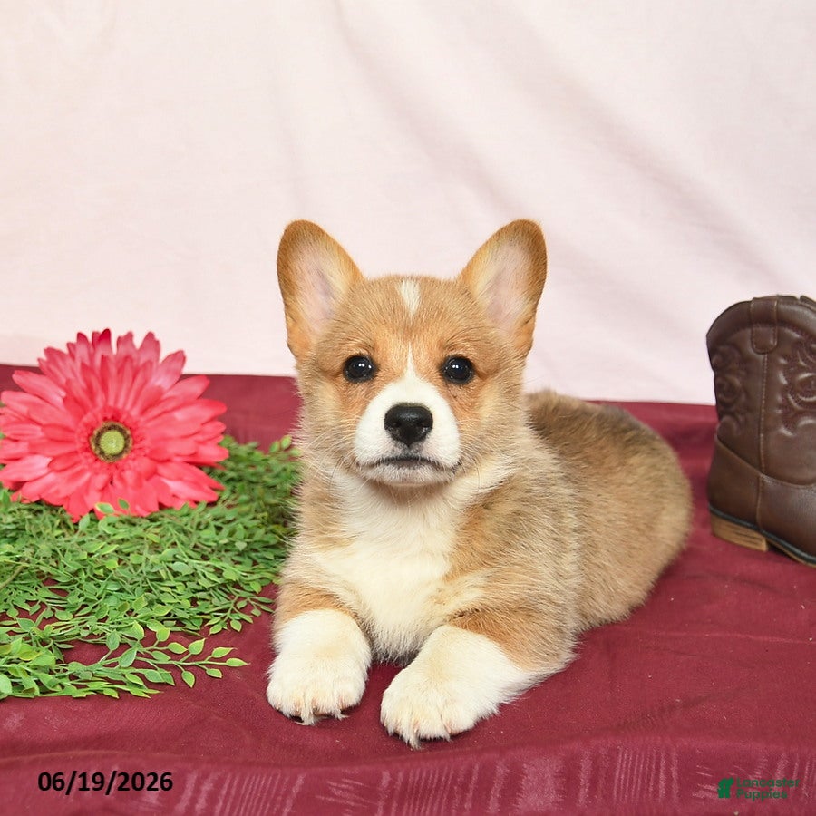 Welsh Corgi Pembroke dogs Taffy  - Ad 2