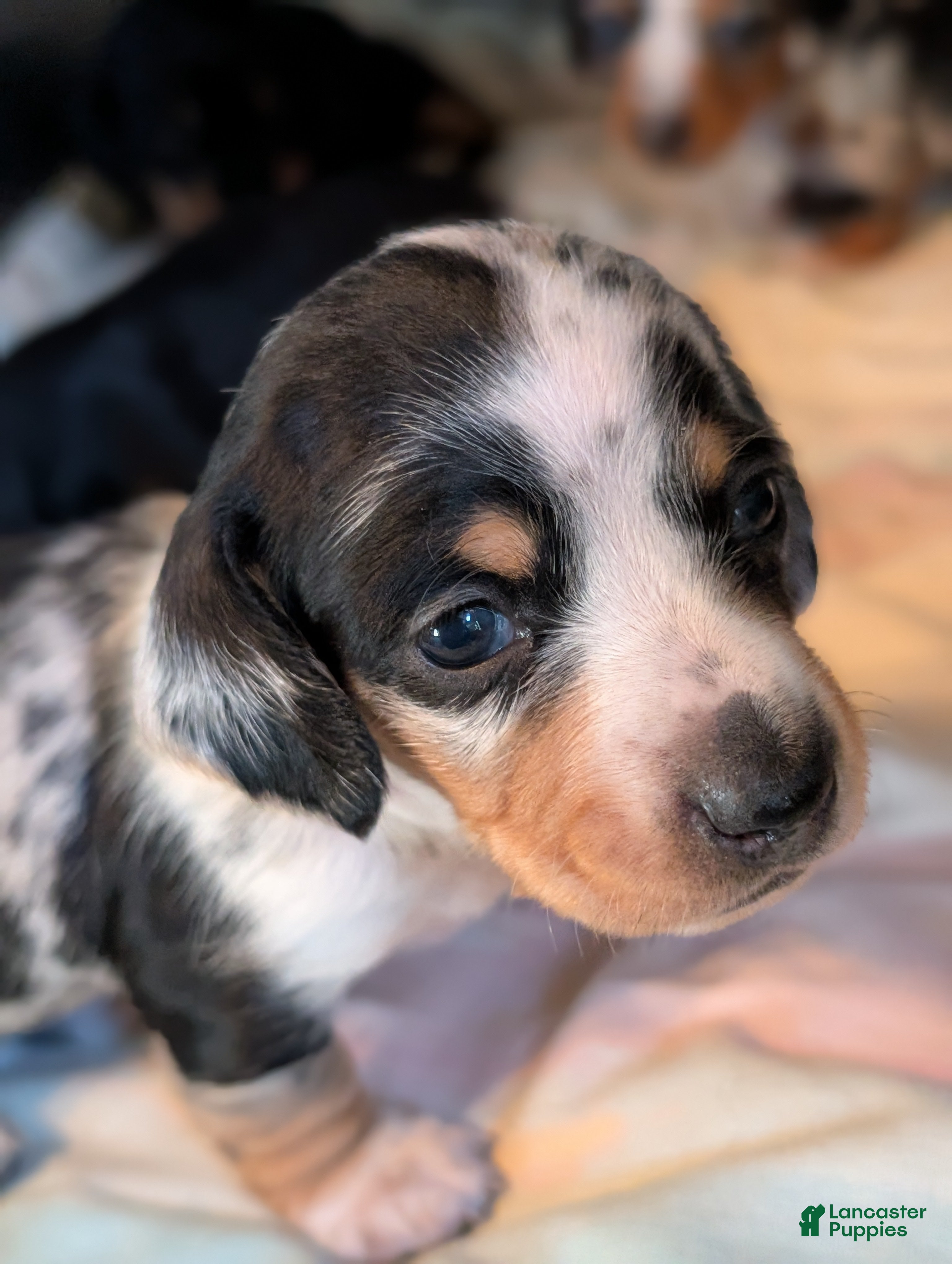 Miniature Dachshund dogs Miniature Dachshund Puppy 1 - Ad 5