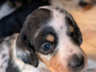 Miniature Dachshund dogs Miniature Dachshund Puppy 1 - Ad 5