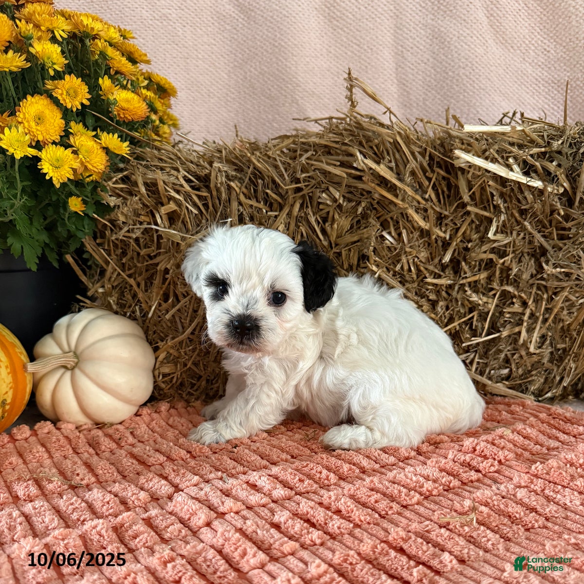 Teddy Bear dogs Oreo - Ad 2