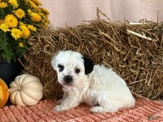 Teddy Bear dogs Oreo - Ad 11