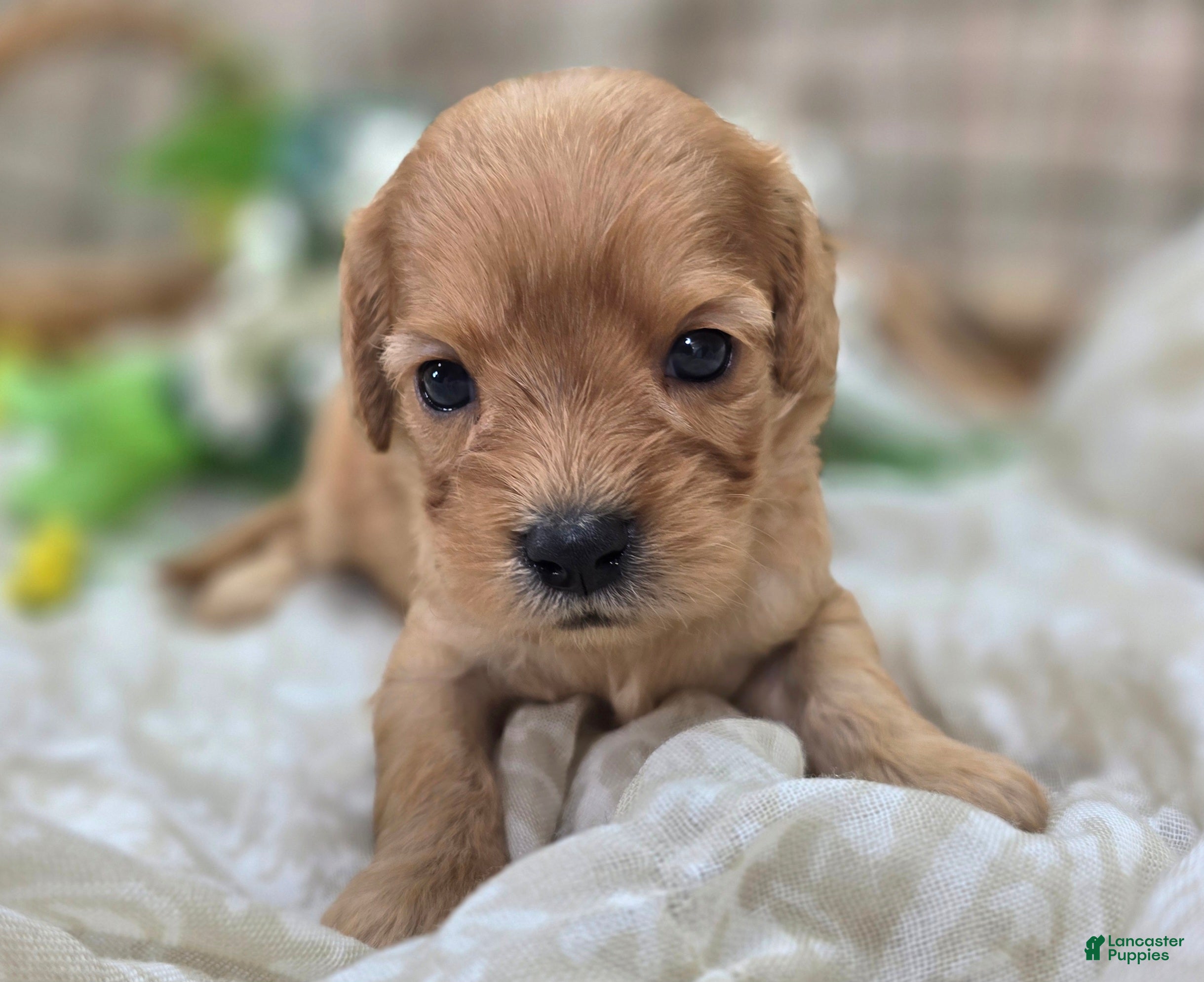 Cavapoo dogs Beau - Ad 27