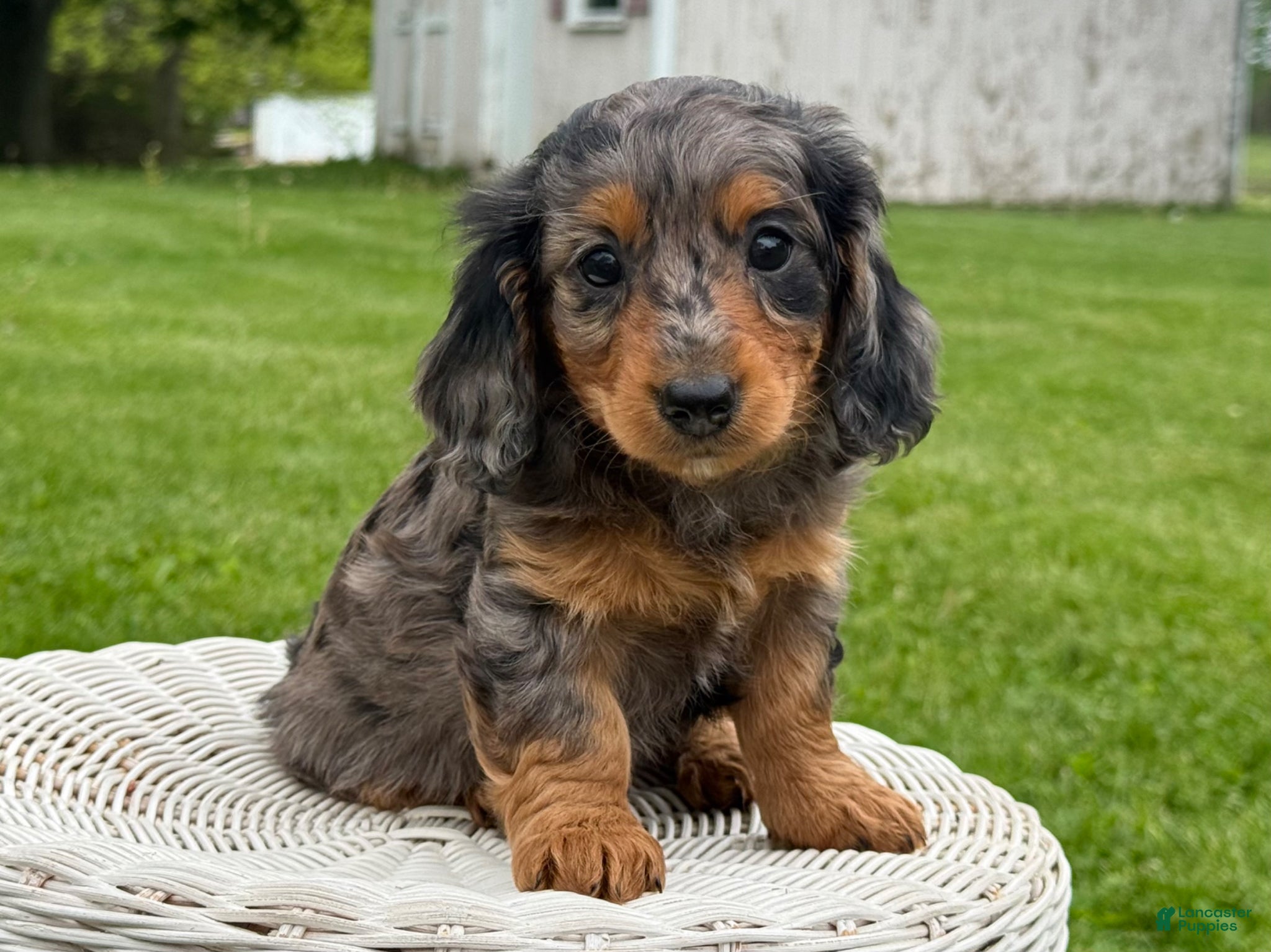 Miniature Dachshund dogs Maple - Ad 1