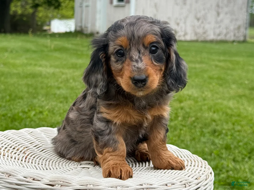 Miniature Dachshund dogs for sale: Maple - Ad 1
