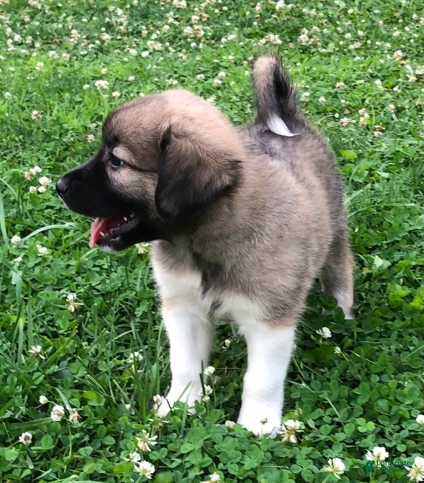 Mixed Breed dogs Sweetness $150 - Ad 2