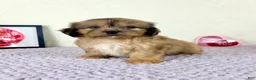 Shihpoo dogs for sale: Damian - Ad 2