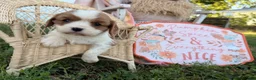Cavalier King Charles Spaniel dogs for sale: Pickles - Ad 4