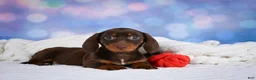 Miniature Dachshund dogs for sale: Maggie - Ad 3