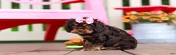 Cocker Spaniel dogs for sale: Callie - Ad 4