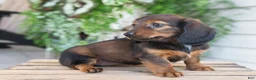 Dachshund dogs for sale: Hank - Ad 10