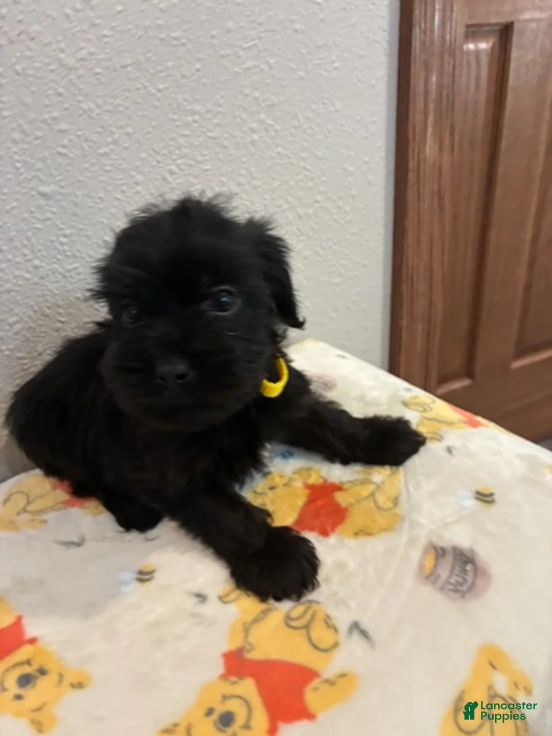 Yorkiepoo dogs for sale: Boy  - Ad 2