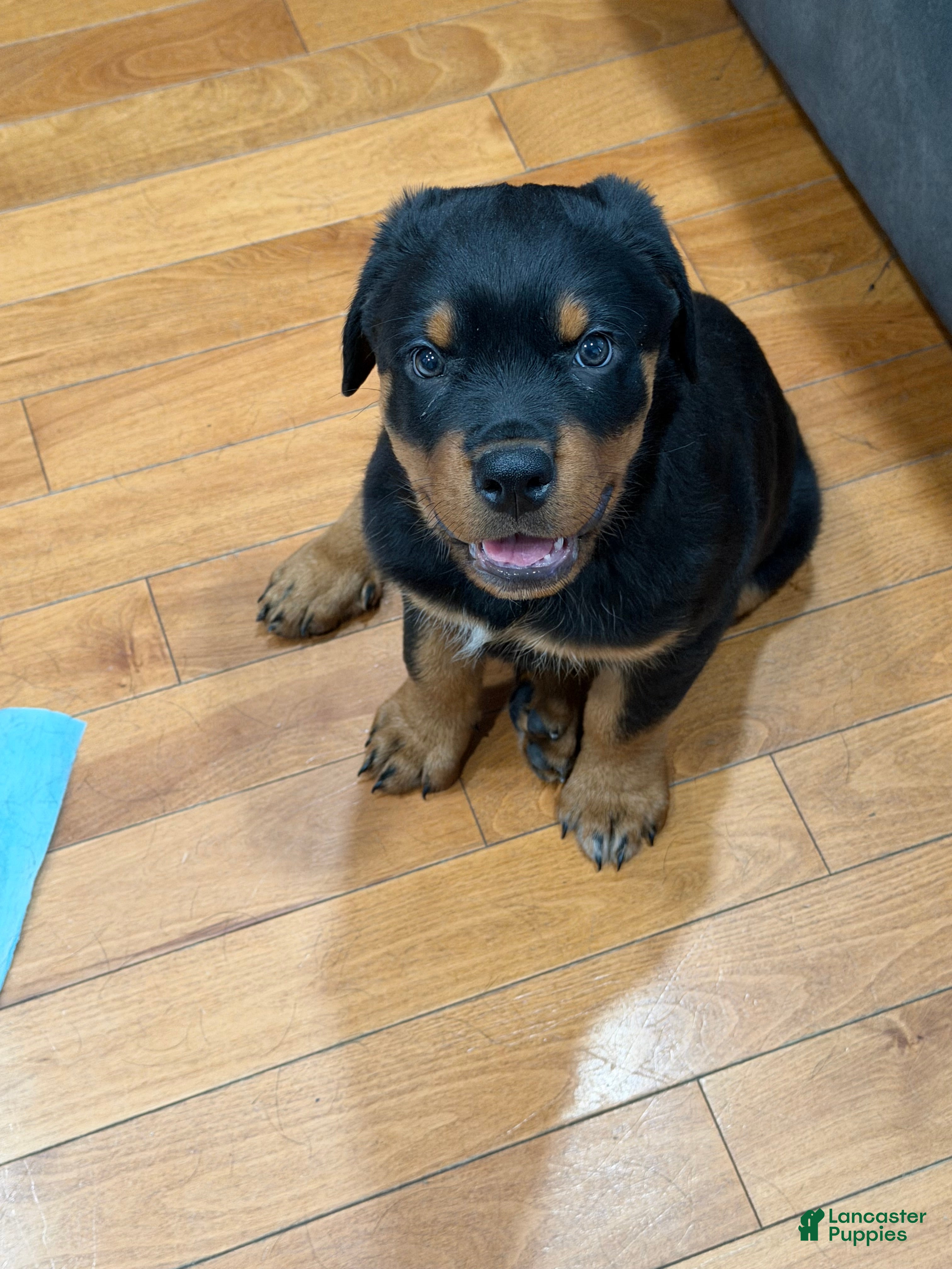 Rottweiler dogs Rottweiler Puppy 1 - Ad 1