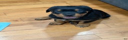 Rottweiler dogs for sale: Rottweiler Puppy 1 - Ad 1