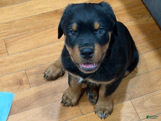 Rottweiler dogs Rottweiler Puppy 1 - Ad 6