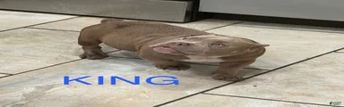 American Bully 1