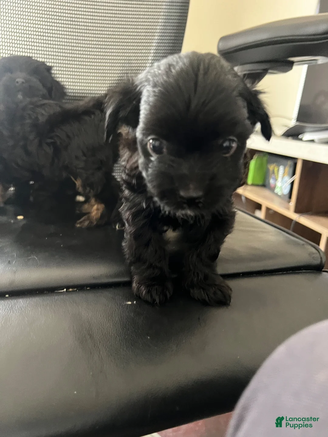 Mixed Breed dogs for sale: Blossom - Ad 1