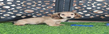 Balto Cute Dachshund Puppy