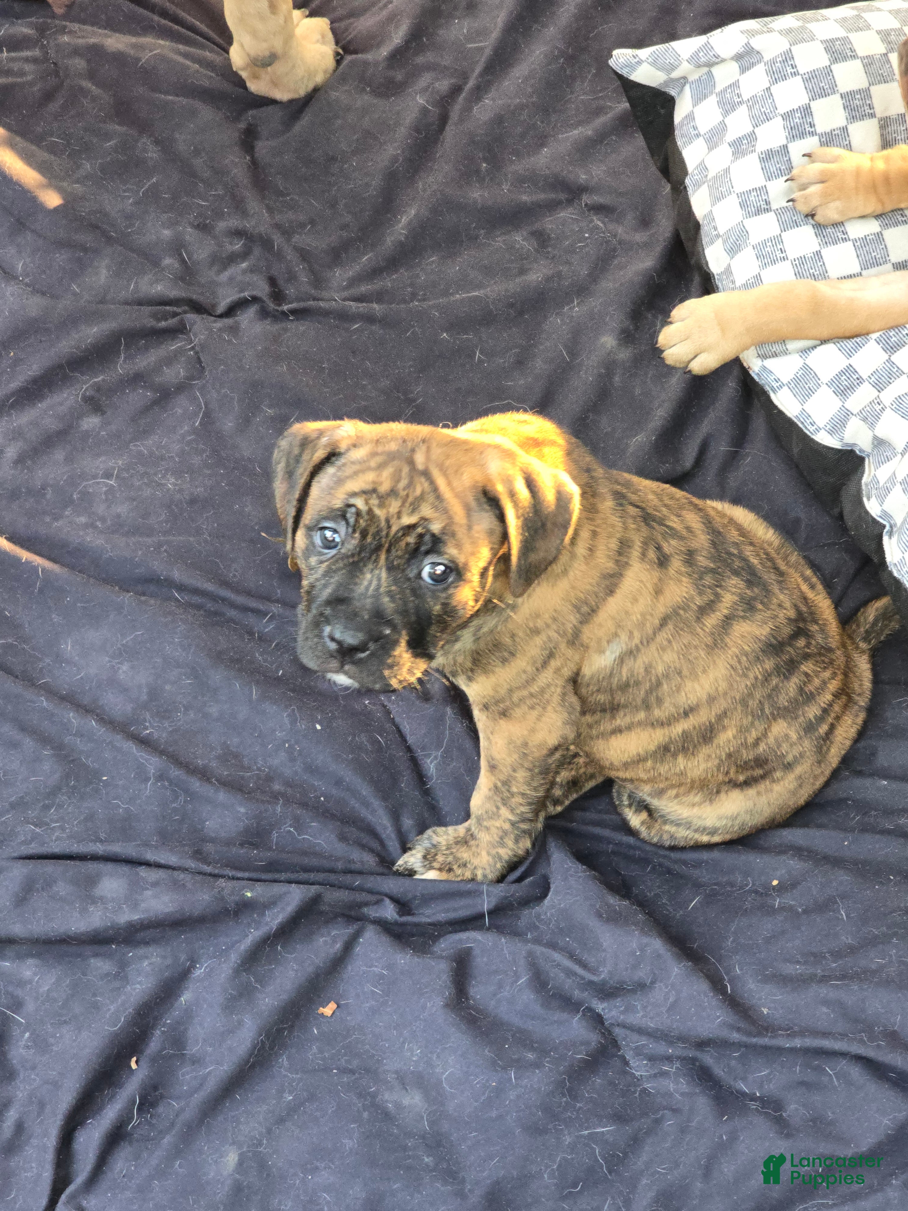 Mixed Breed dogs Mixed Breed 4 - Ad 1