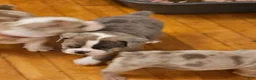 Olde English Bulldogge dogs for sale: Olde English Bulldogge 2 - Ad 4