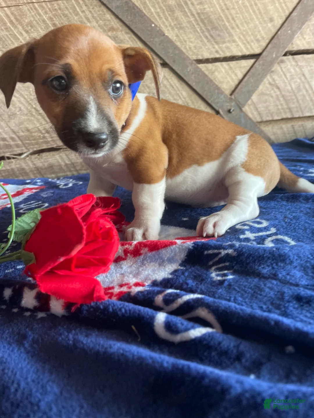 Jack Russell Terrier dogs for sale: Mickey - Ad 2