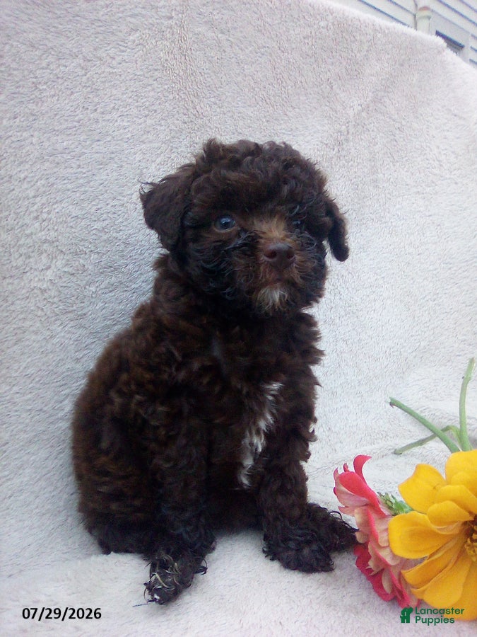 Toy Poodle dogs Twinkles - Ad 1