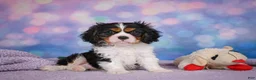 Cavalier King Charles Spaniel dogs for sale: Abel - Ad 5