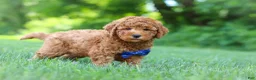 Mini Goldendoodle dogs for sale: Christiano - Ad 4