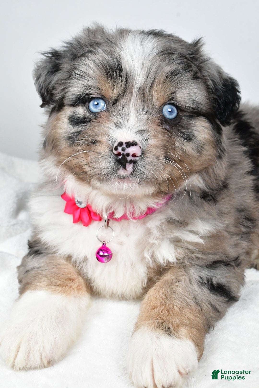 Mixed Breed dogs for sale: Pansy - Ad 3