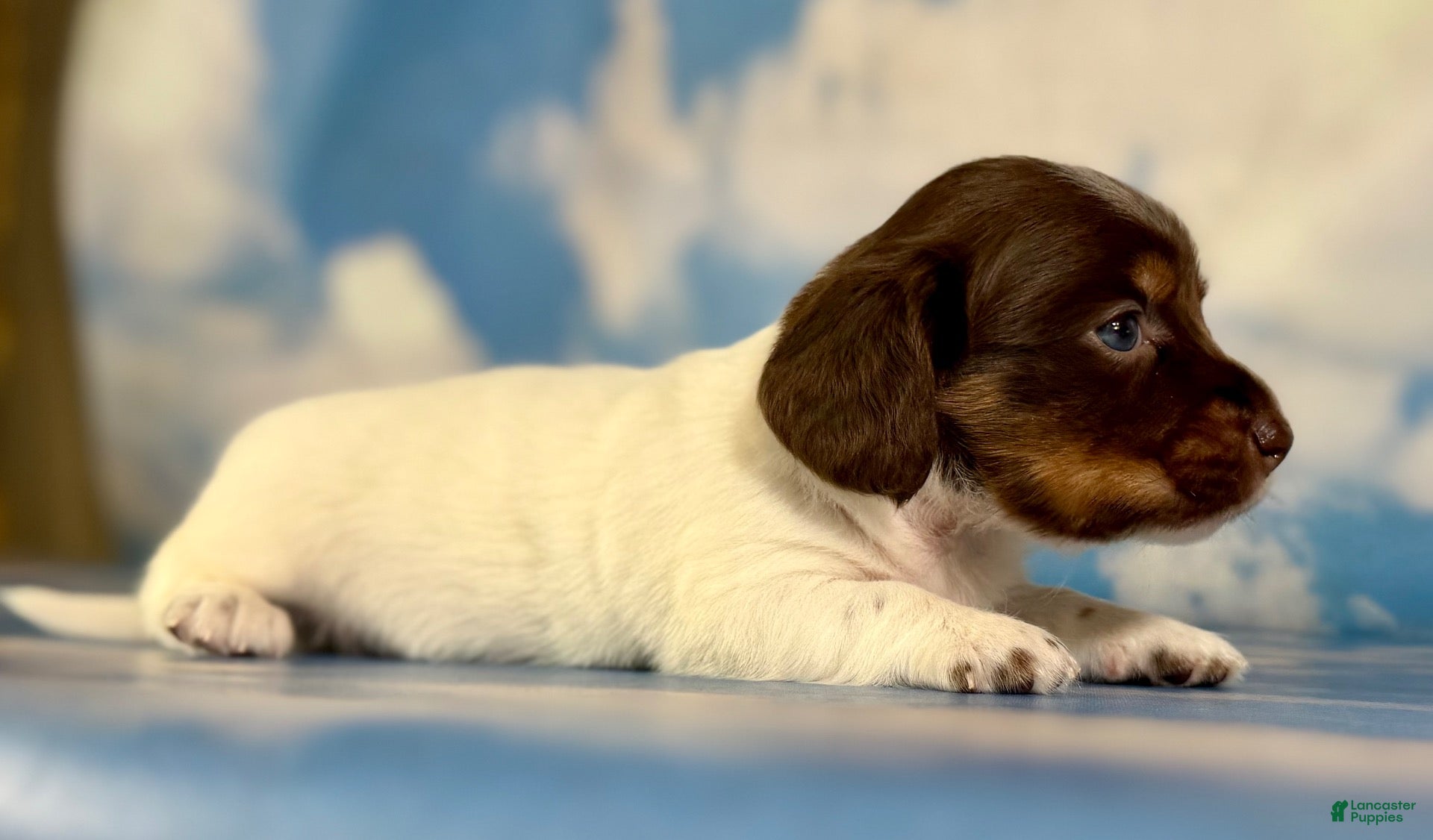 Miniature Dachshund dogs for sale: Valerie LH PRA clear OFA Chic parents - Ad 1