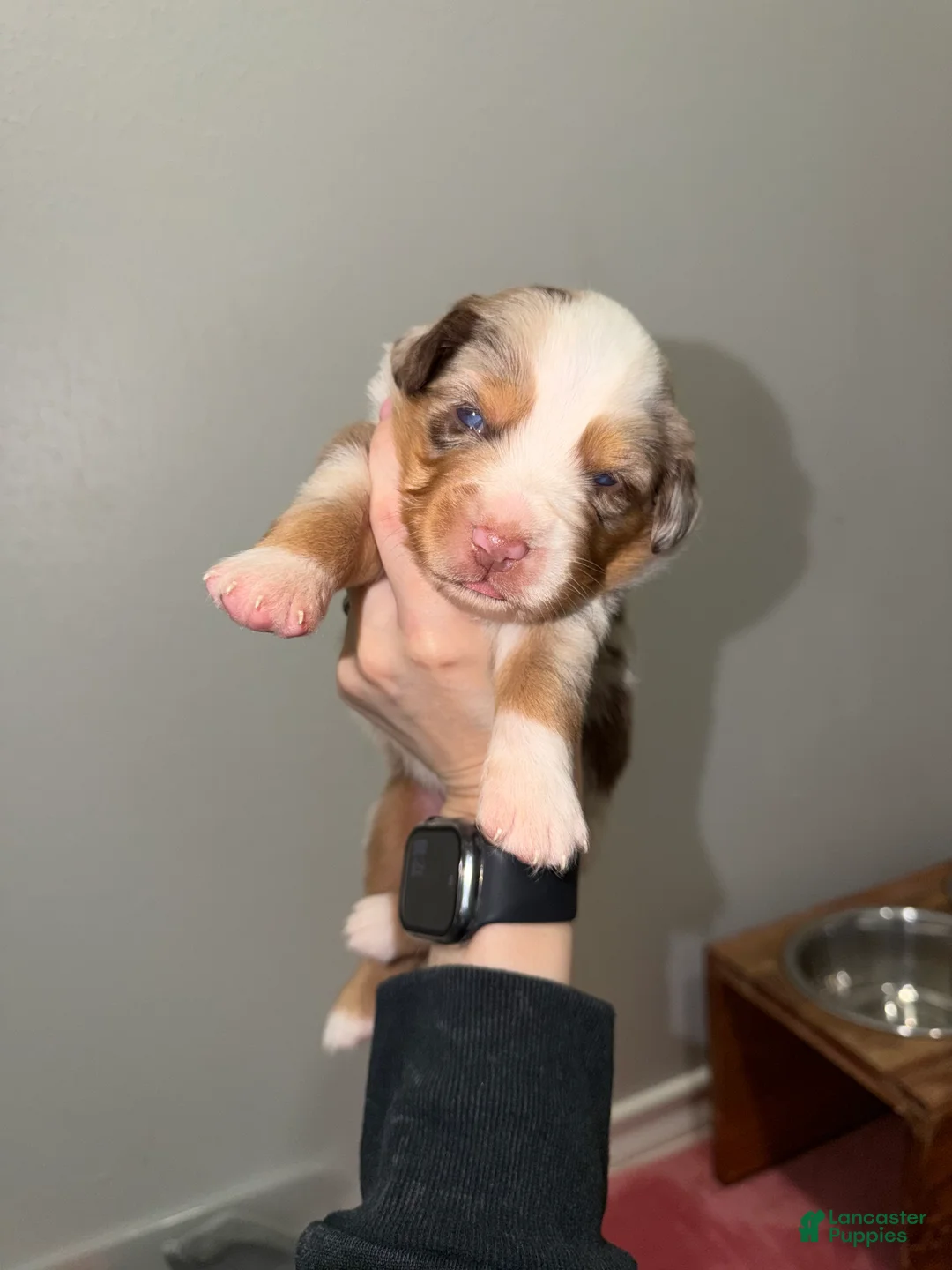 Miniature Australian Shepherd dogs for sale: Rip  - Ad 1