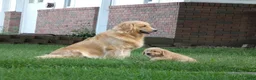 Golden Retriever dogs for sale: Golden Retriever 4 Murphy - Ad 4