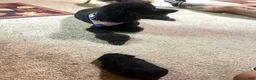 Yorkiepoo dogs for sale: Pepper - Ad 6