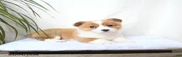 Welsh Corgi Pembroke dogs for sale: Moose - Ad 2