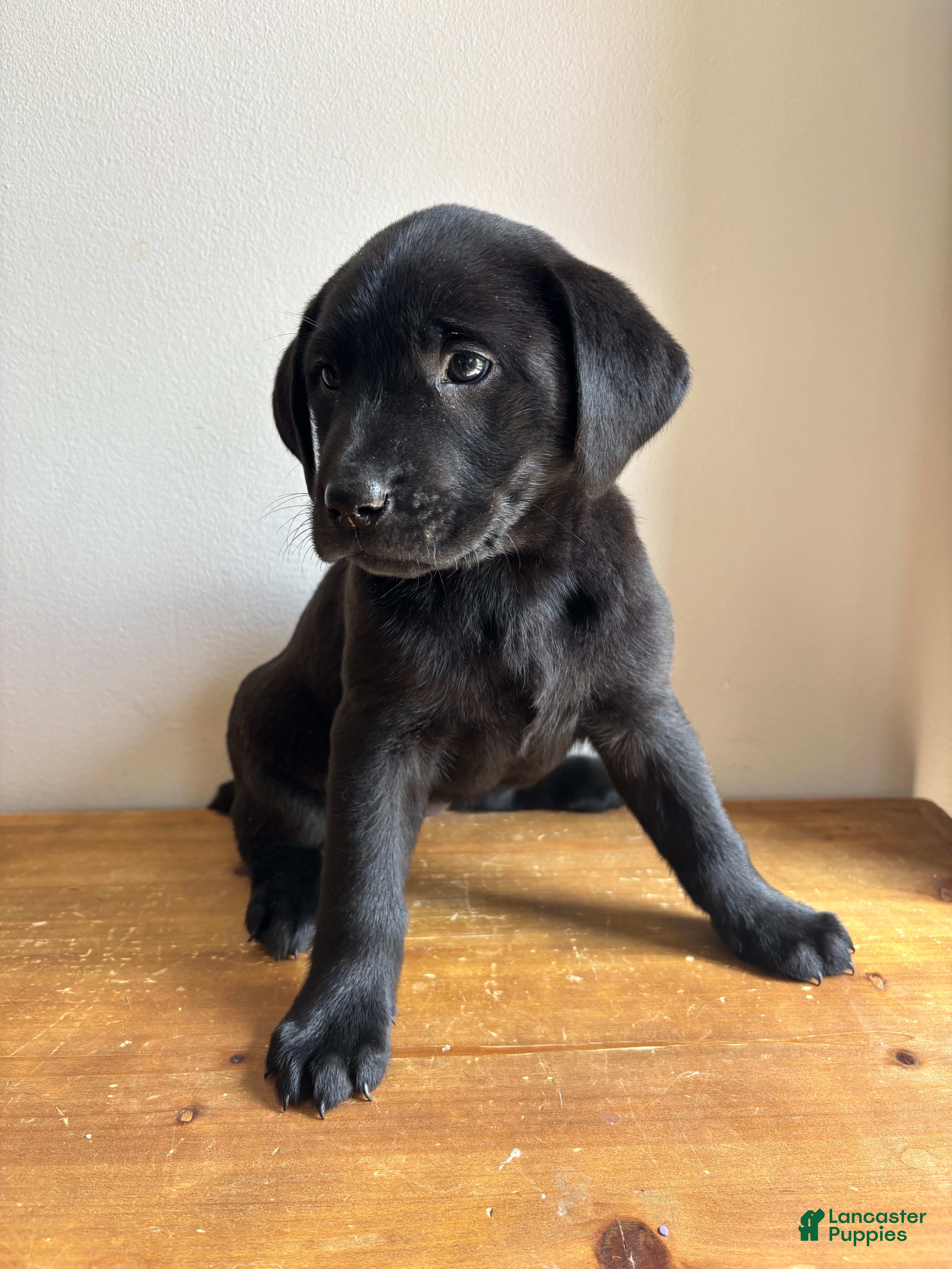 Labrador Retriever dogs Dolly - Ad 2