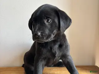 Labrador Retriever dogs Dolly - Ad 2