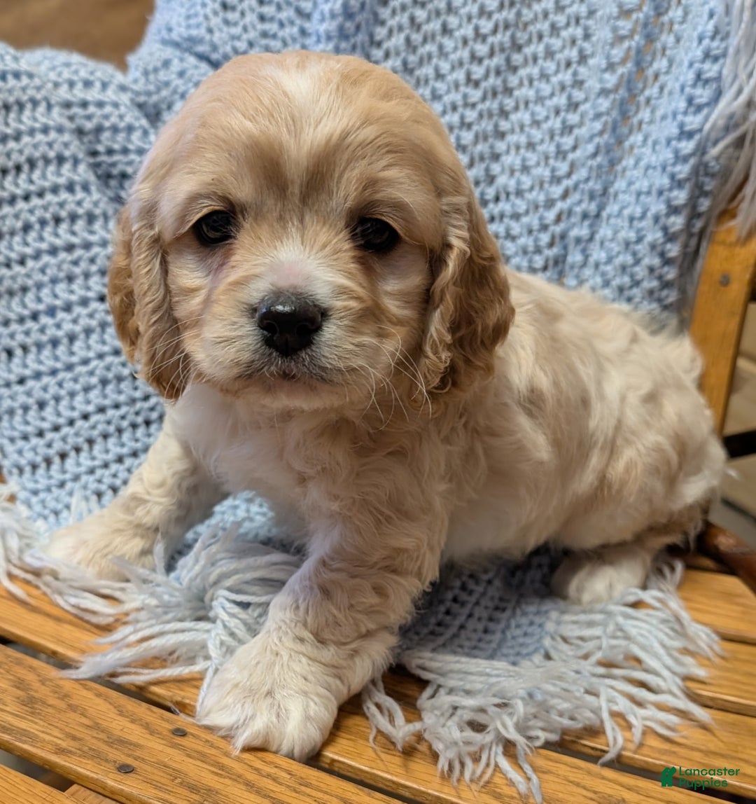 Cockapoo dogs for sale: Prince - Ad 1