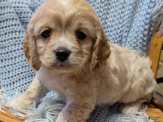 Cockapoo dogs Prince - Ad 33