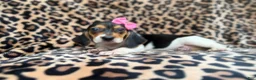 Beagle dogs for sale: Winnie - Ad 6