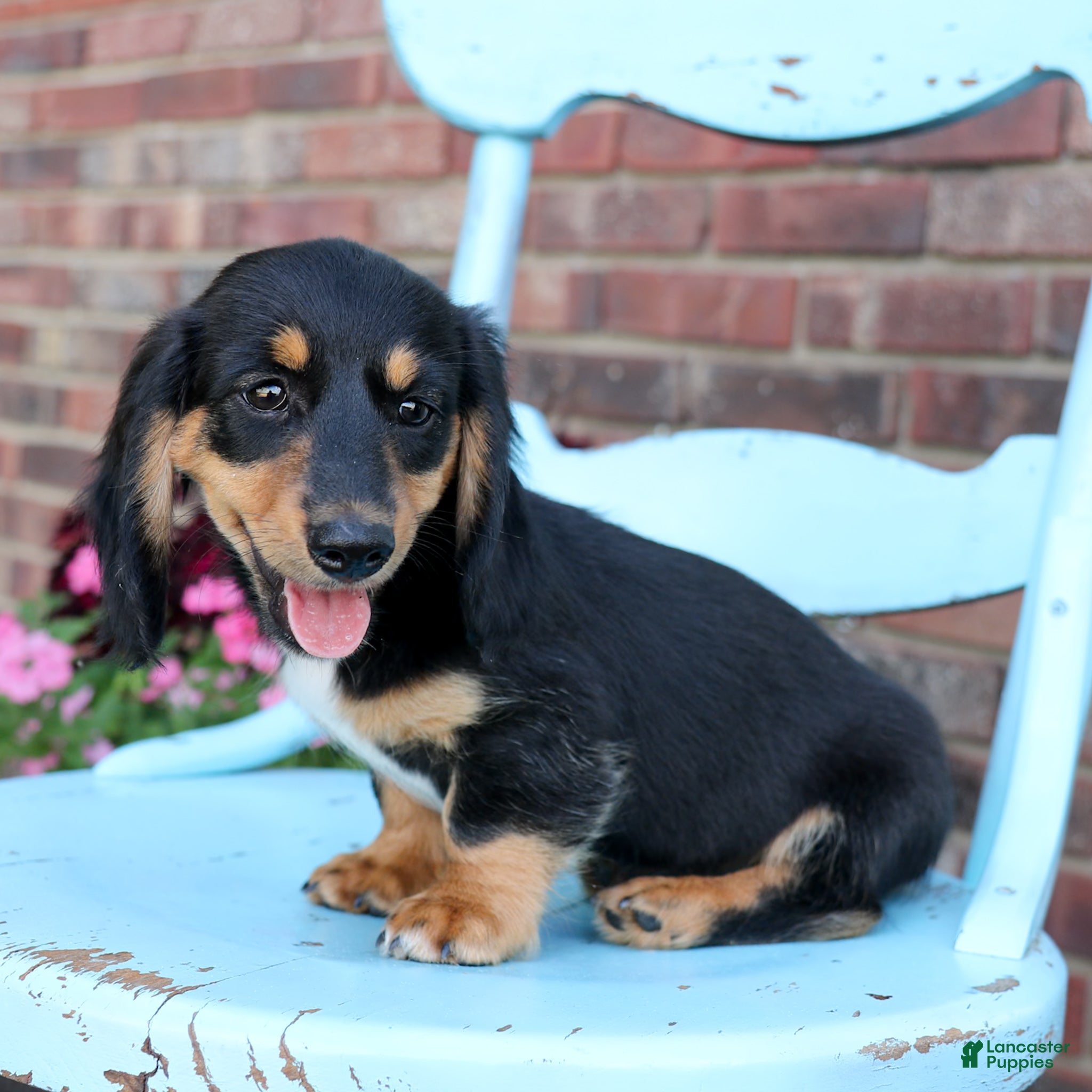 Miniature Dachshund dogs Luca - Ad 2