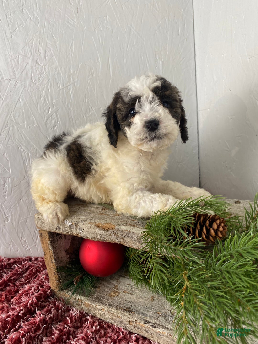 Cockapoo dogs for sale: Hunter - Ad 6