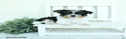 Yorkshire Terrier dogs for sale: Baxter - Ad 4